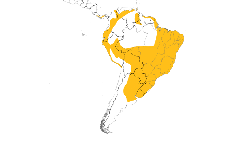 Range Map (South): Bran-colored Flycatcher