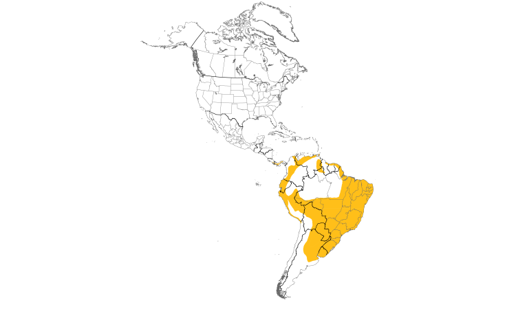 Range Map (Americas): Bran-colored Flycatcher