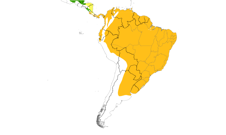 Range Map (South): Streaked Flycatcher