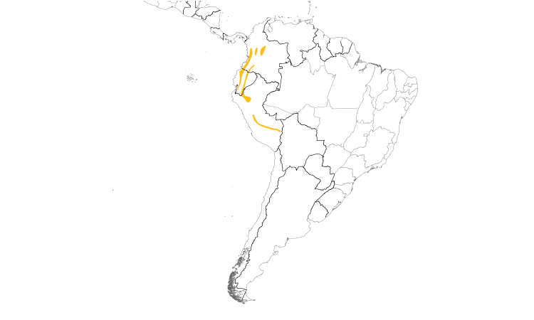 Range Map (South): Ornate Flycatcher