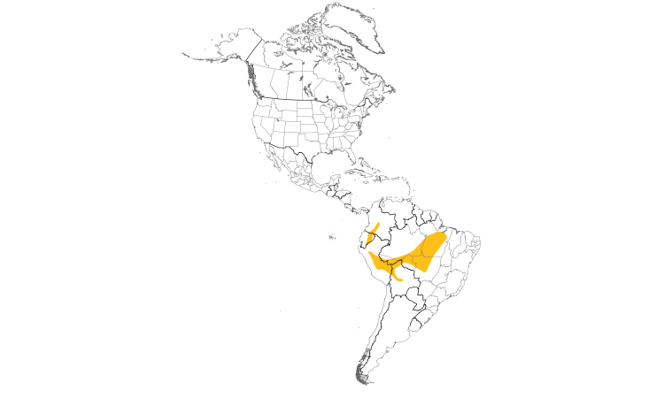 Range Map (Americas): Ornate Antwren