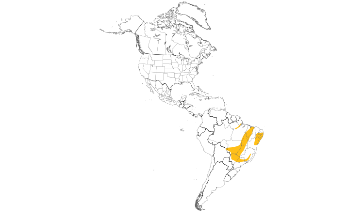 Range Map (Americas): Pale-bellied Tyrant-Manakin