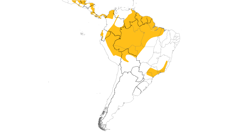 Range Map (South): Royal Flycatcher