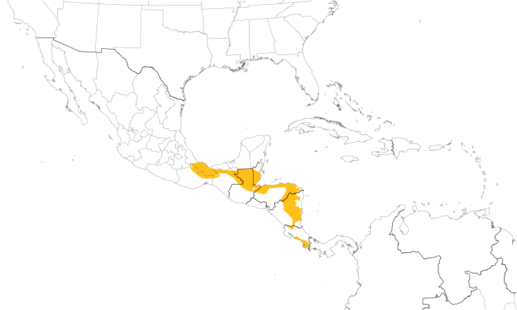 Range Map (Central): Yellow-bellied Tyrannulet