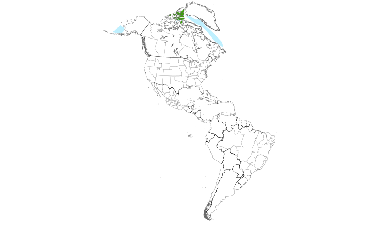 Range Map (Americas): Ivory Gull