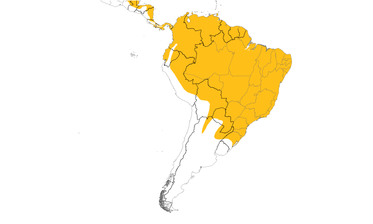 Range Map (South): Pale-vented Pigeon