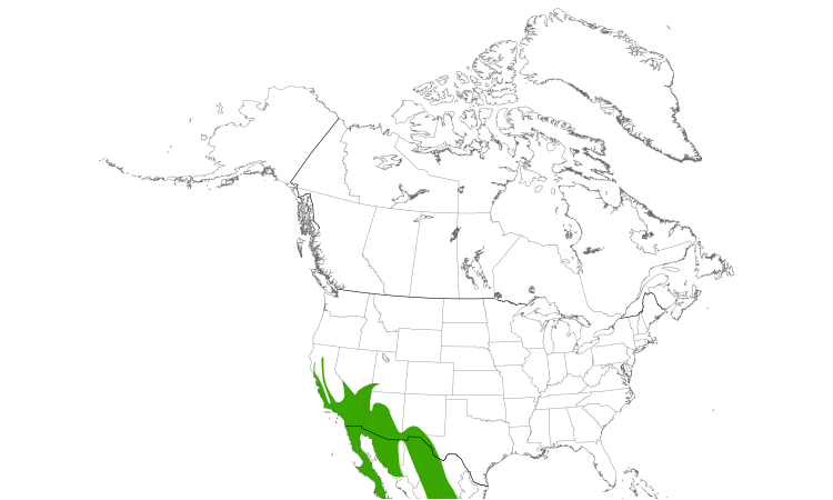 Range Map (North): Phainopepla