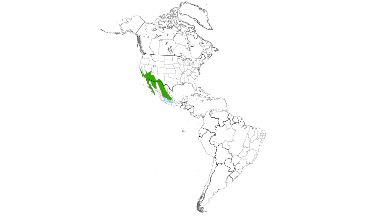 Range Map (Americas): Phainopepla
