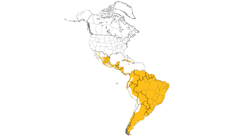 Range Map (Americas): Neotropic Cormorant