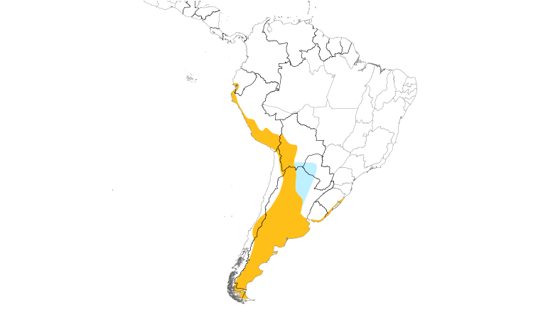 Range Map (South): Chilean Flamingo