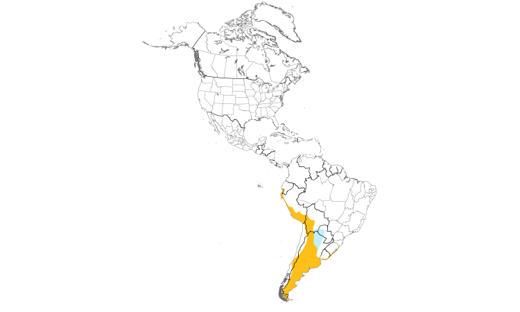 Range Map (Americas): Chilean Flamingo