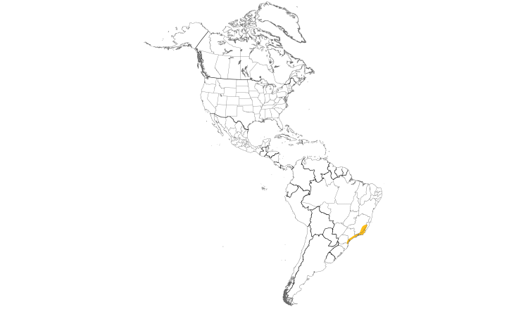 Range Map (Americas): Gray-capped Tyrannulet