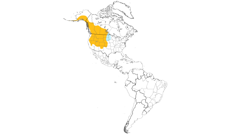 Range Map (Americas): Black-billed Magpie