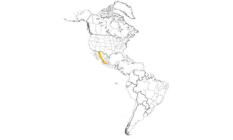 Range Map (Americas): Arizona Woodpecker