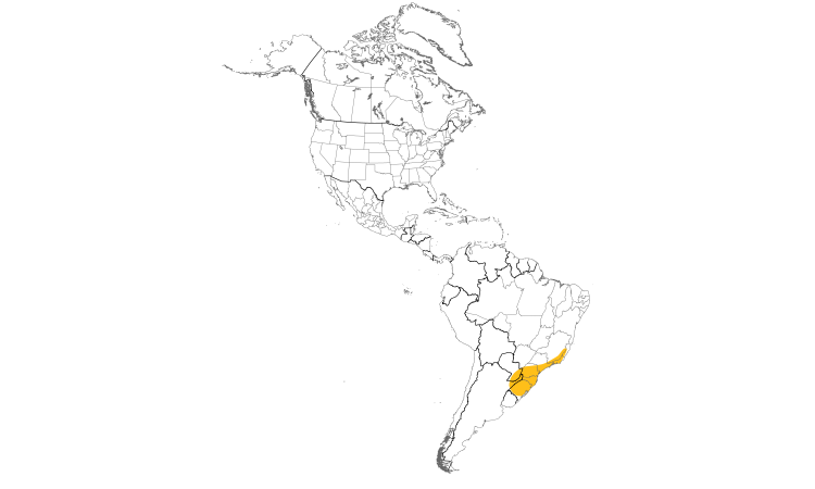 Range Map (Americas): White-browed Woodpecker