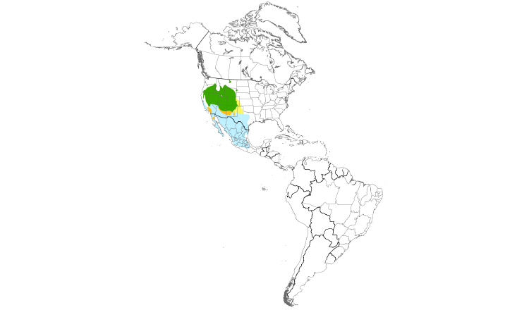Range Map (Americas): Green-tailed Towhee