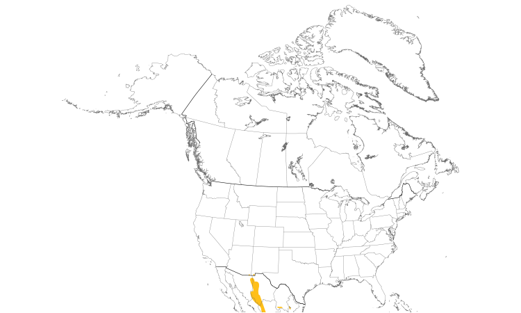 Range Map (North): Mexican Chickadee