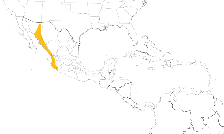 Range Map (Central): Black-capped Gnatcatcher