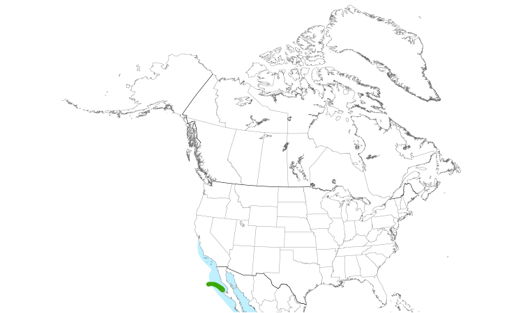 Range Map (North): Black-vented Shearwater