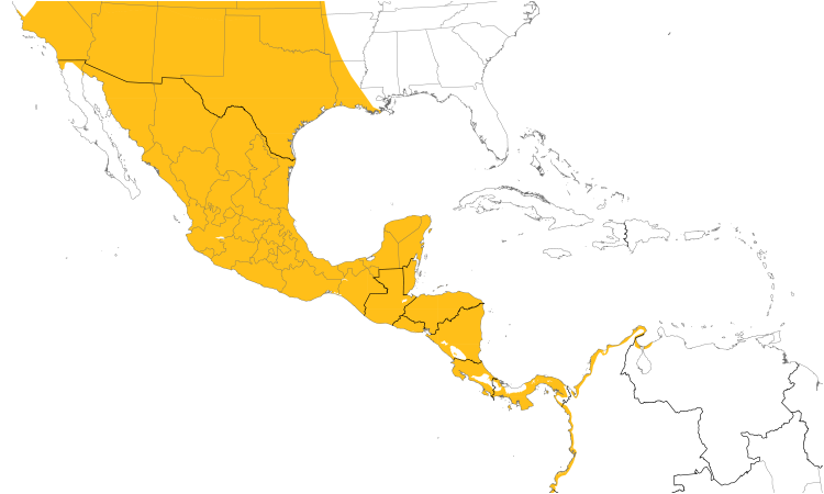 Range Map (Central): Great-tailed Grackle