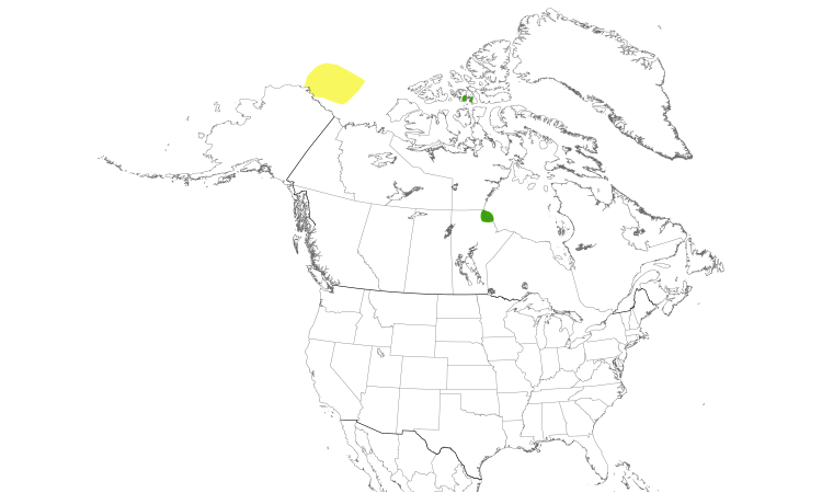 Range Map (North): Ross's Gull