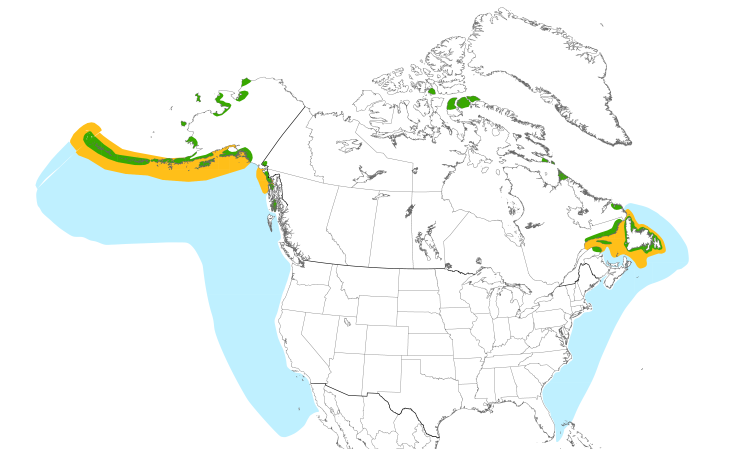 Range Map (North): Black-legged Kittiwake