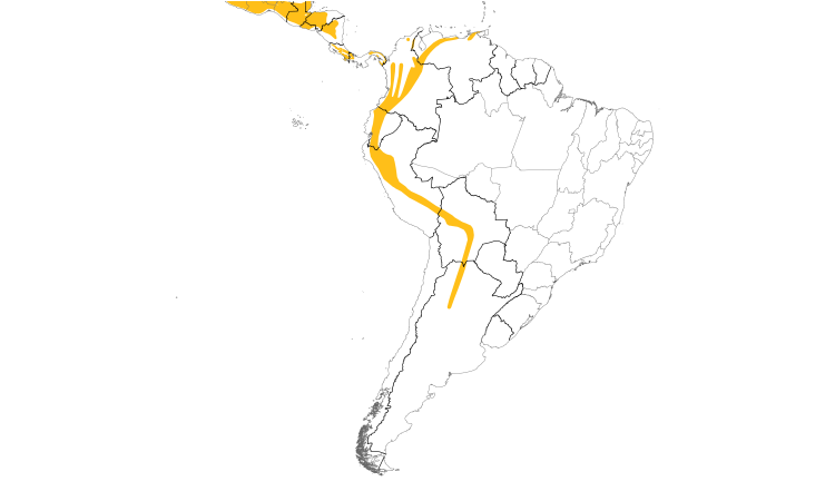 Range Map (South): Black Phoebe