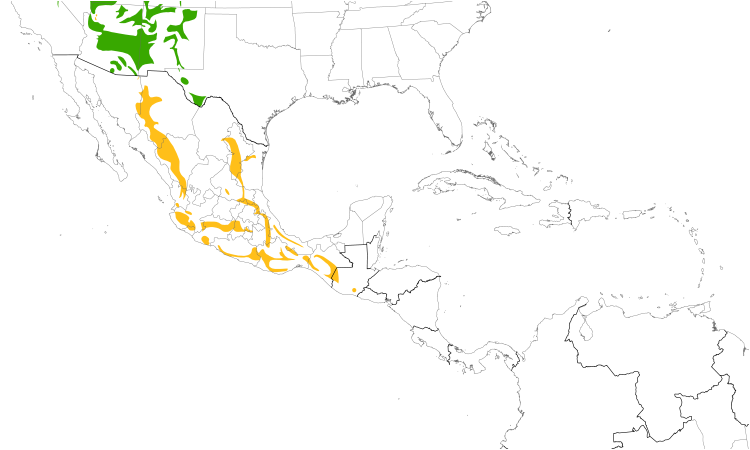Range Map (Central): Broad-tailed Hummingbird