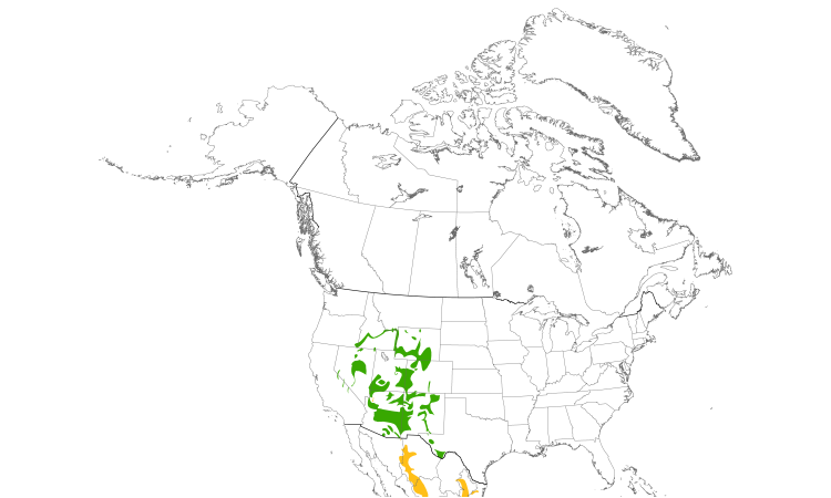 Range Map (North): Broad-tailed Hummingbird