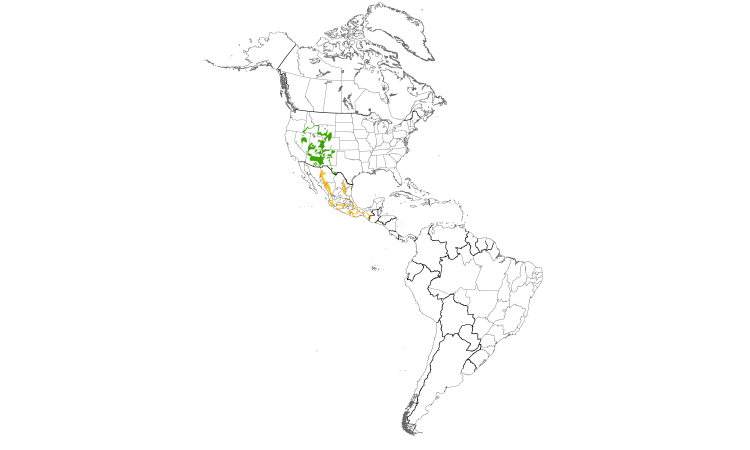 Range Map (Americas): Broad-tailed Hummingbird