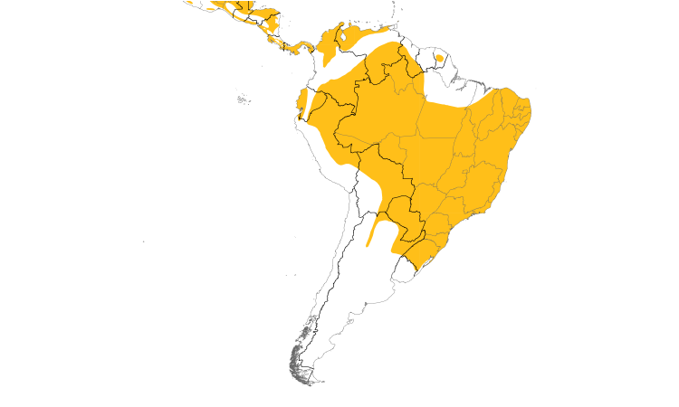 Range Map (South): Olivaceous Woodcreeper