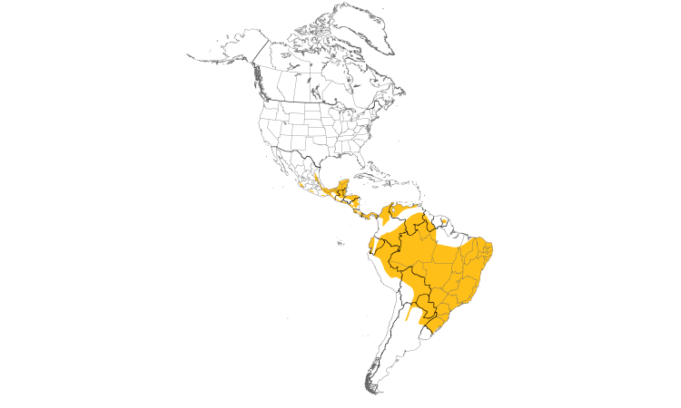 Range Map (Americas): Olivaceous Woodcreeper