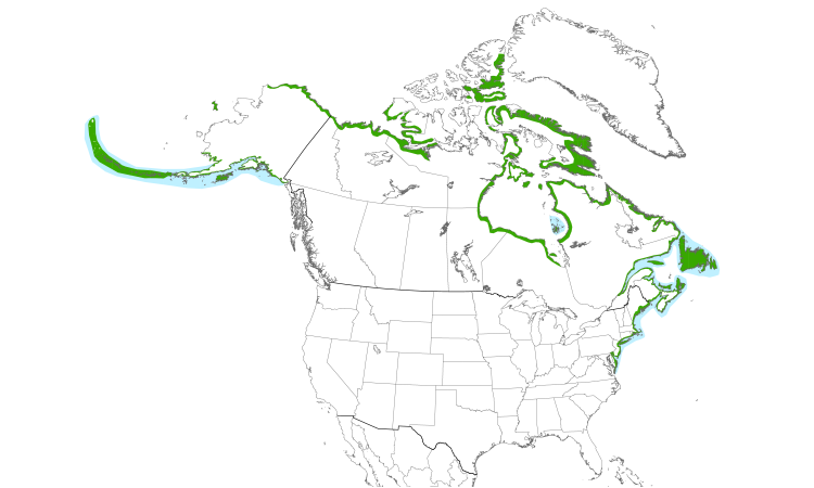 Range Map (North): Common Eider