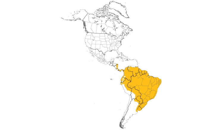 Range Map (Americas): Southern Rough-winged Swallow