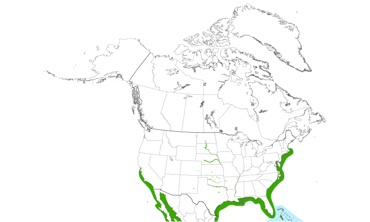 Range Map (North): Least Tern
