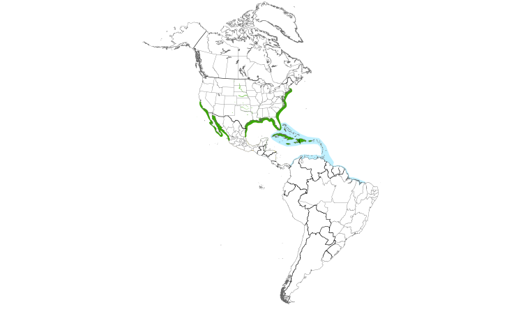 Range Map (Americas): Least Tern