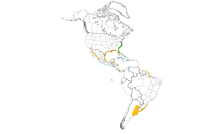 Range Map (Americas): Gull-billed Tern