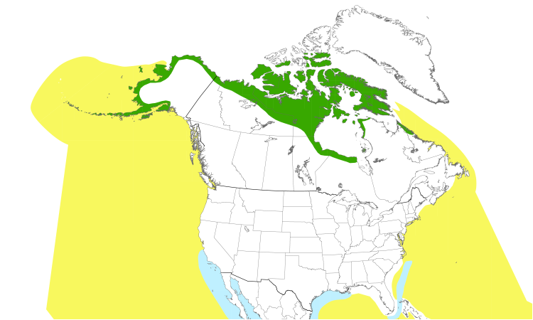 Range Map (North): Parasitic Jaeger