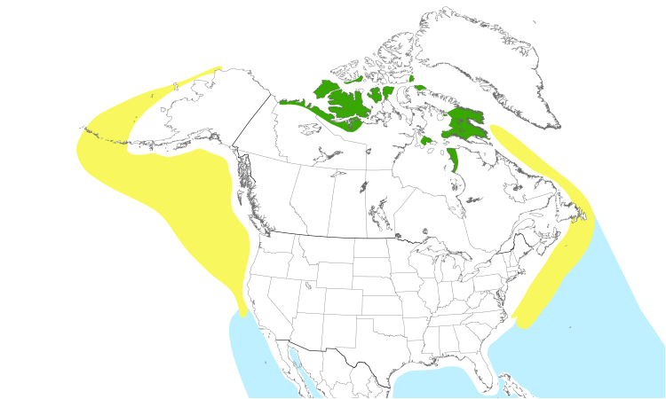 Range Map (North): Pomarine Jaeger