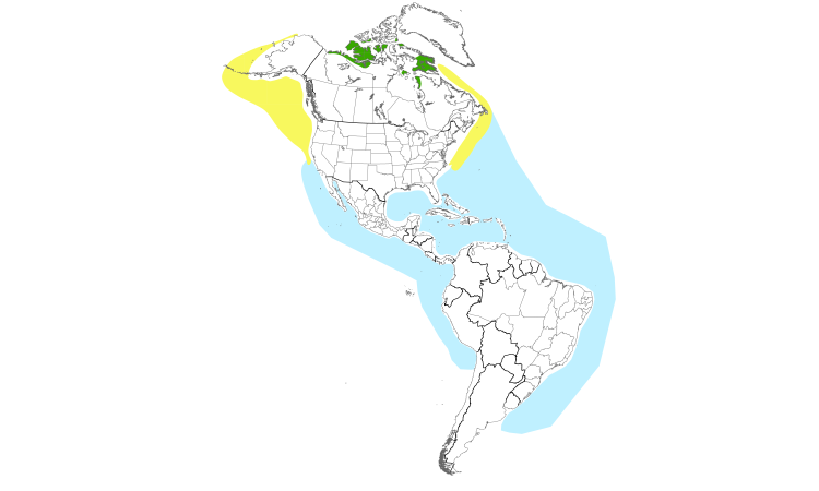 Range Map (Americas): Pomarine Jaeger