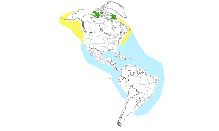 Range Map (Americas): Pomarine Jaeger
