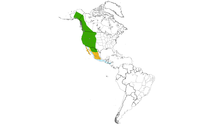 Range Map (Americas): Violet-green Swallow