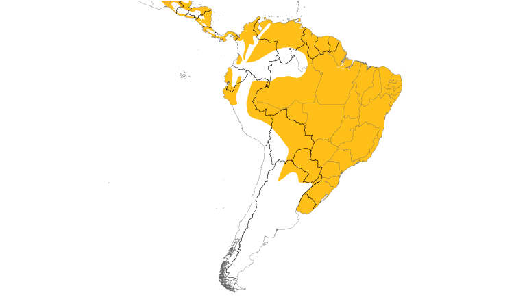 Range Map (South): Striped Cuckoo