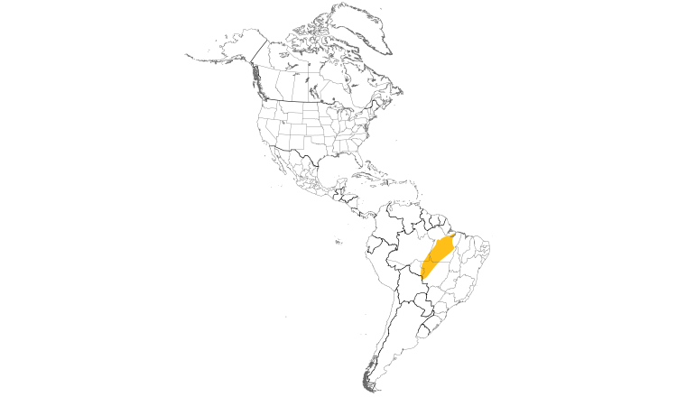 Range Map (Americas): Natterer's Slaty-Antshrike