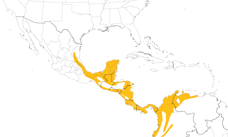 Range Map (Central): Masked Tityra