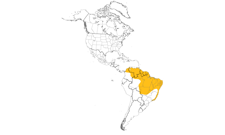 Range Map (Americas): Yellow-breasted Flycatcher