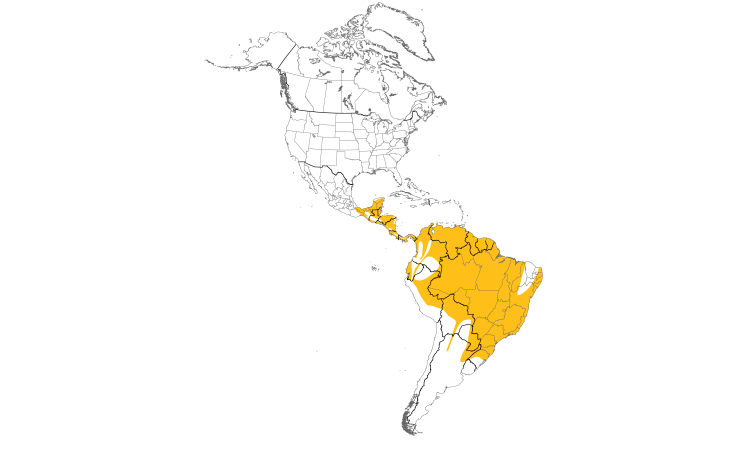 Range Map (Americas): Yellow-olive Flycatcher