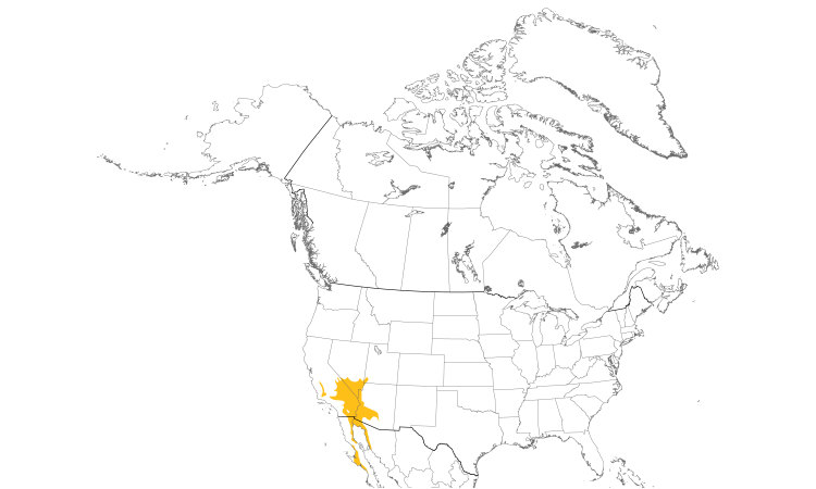 Range Map (North): Le Conte's Thrasher