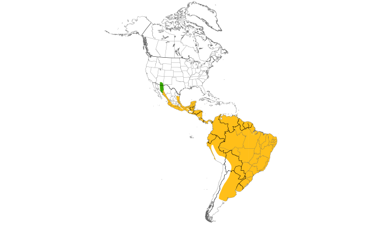 Range Map (Americas): Tropical Kingbird