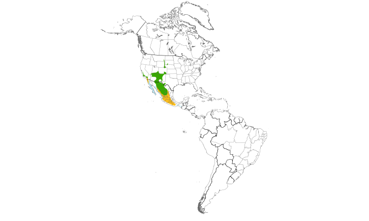 Range Map (Americas): Cassin's Kingbird